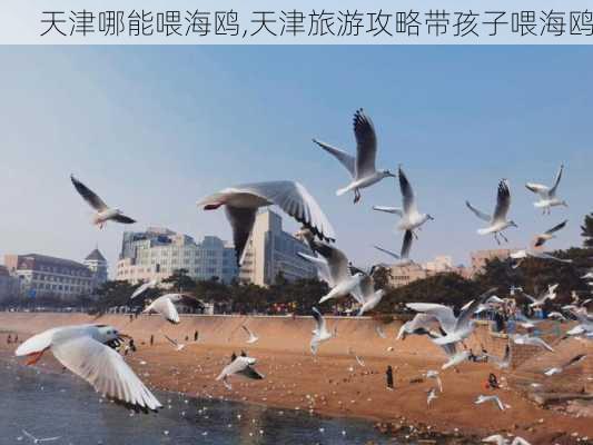 天津哪能喂海鸥,天津旅游攻略带孩子喂海鸥