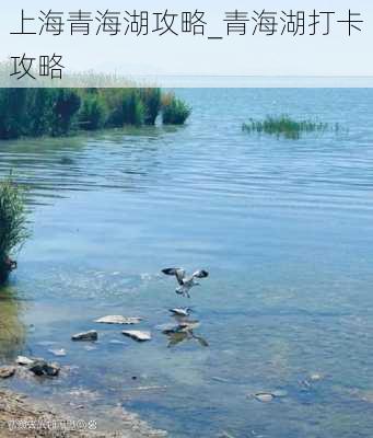 上海青海湖攻略_青海湖打卡攻略