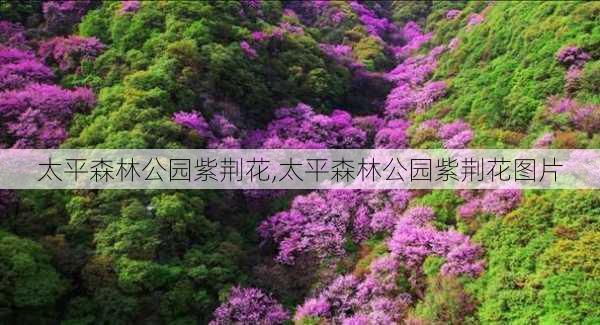 太平森林公园紫荆花,太平森林公园紫荆花图片