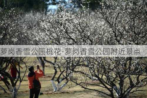 萝岗香雪公园桃花-萝岗香雪公园附近景点