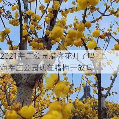 2021莘庄公园腊梅花开了吗-上海莘庄公园现在腊梅开放吗