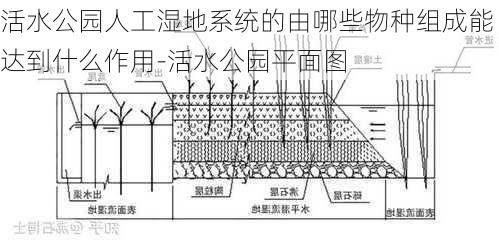 活水公园人工湿地系统的由哪些物种组成能达到什么作用-活水公园平面图