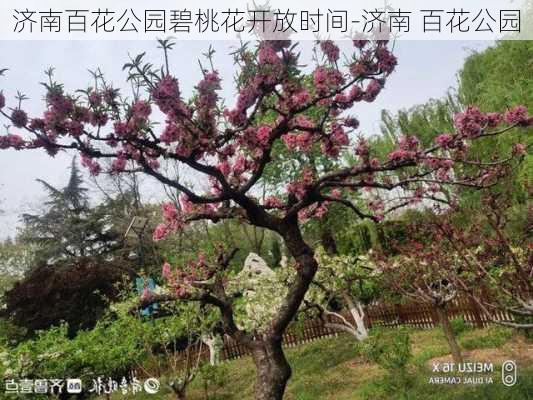 济南百花公园碧桃花开放时间-济南 百花公园