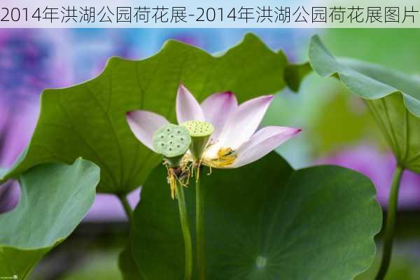 2014年洪湖公园荷花展-2014年洪湖公园荷花展图片