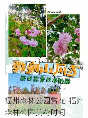 福州森林公园赏花-福州森林公园赏花时间