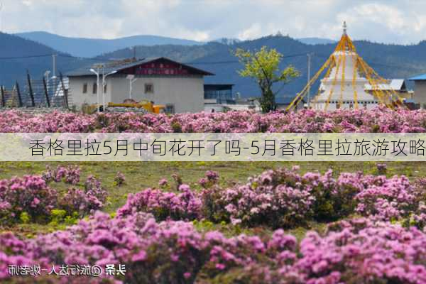 香格里拉5月中旬花开了吗-5月香格里拉旅游攻略