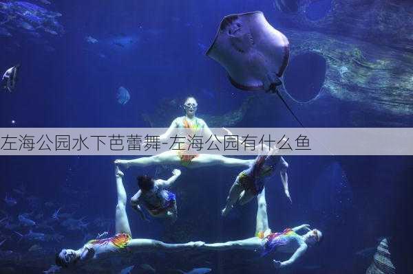 左海公园水下芭蕾舞-左海公园有什么鱼