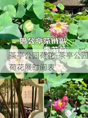 茶亭公园荷花-茶亭公园荷花展时间表