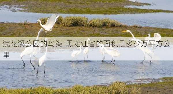 浣花溪公园的鸟类-黑龙江省的面积是多少万平方公里